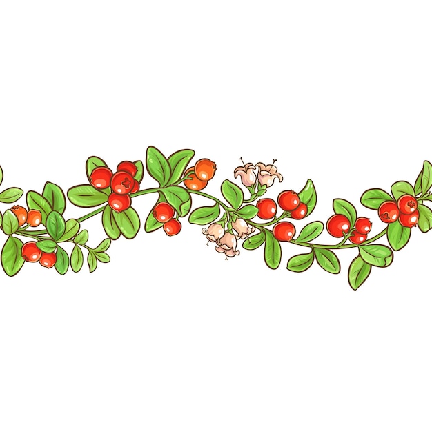 Cranberry branch vector pattern