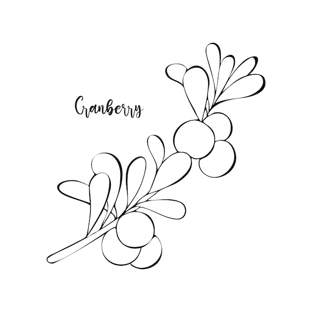 Cranberry branch with berries and leaves hand drawn doodle isolated white background Healthy food