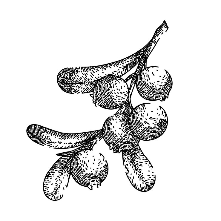 Vector cranberry cowberry dessert sketch hand drawn vector