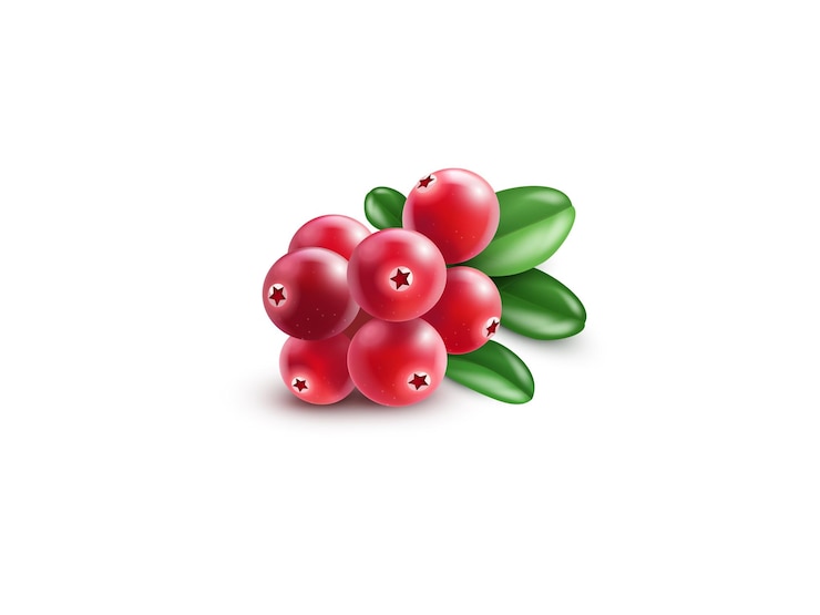 Vector cranberry fruits realistische 3d-vector met bladeren geïsoleerd op wit afknippad cranberry