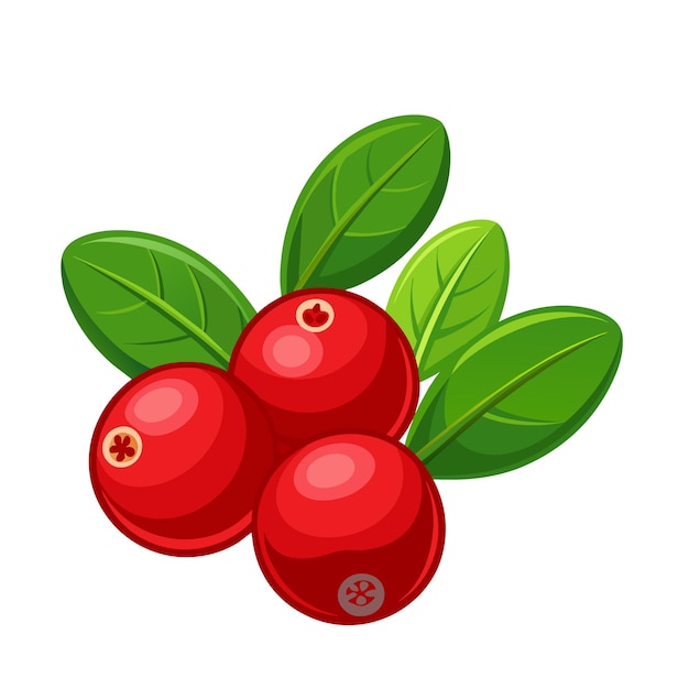 Cranberry geïsoleerde vector icoon wilde bessen met groene bladeren op witte achtergrond