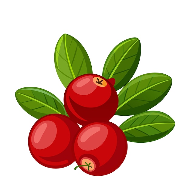 Vector cranberry isolated vector icon wild berries with green leaves on white background