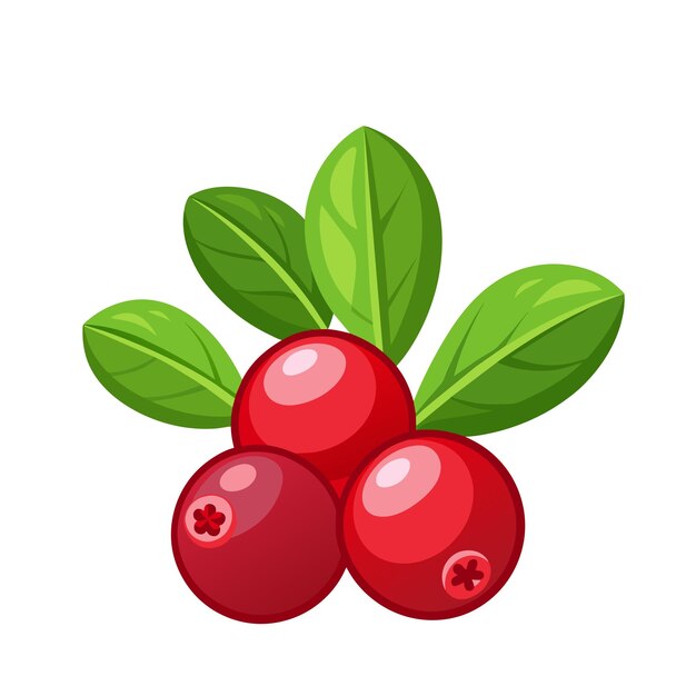 Vector cranberry isolated vector icon wild berries with green leaves on white background