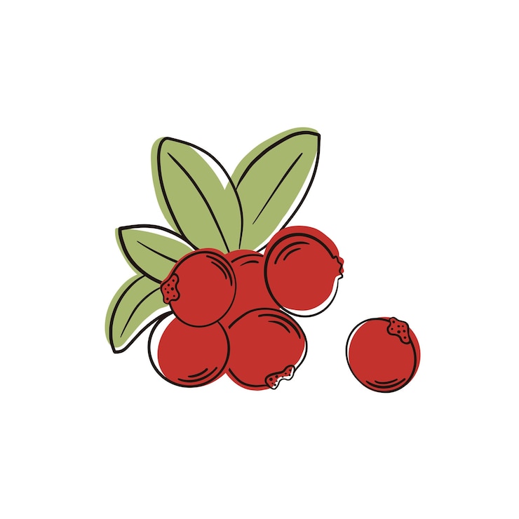 Vector cranberry isolated on white background branch with red berries and green leaves
