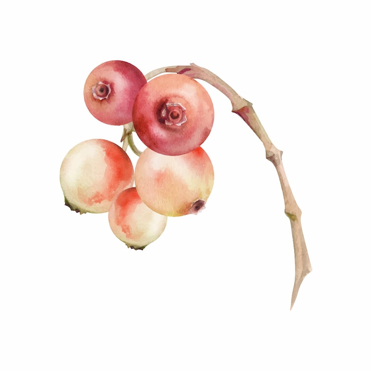Vector クランベリー・リンゴンベリー・クラスター・ブンチ (cranberry lingonberry cluster bunch on branch mature swamp forest berry teaberry bearberry wintergreen)