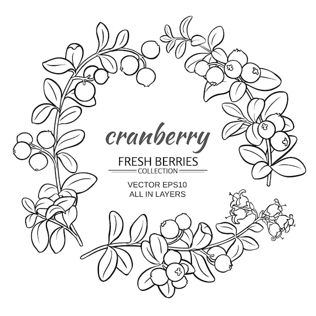 Cranberry plant vector set on white background