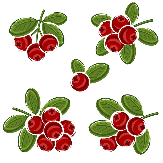 Cranberry set Collection icon cranberry Vector