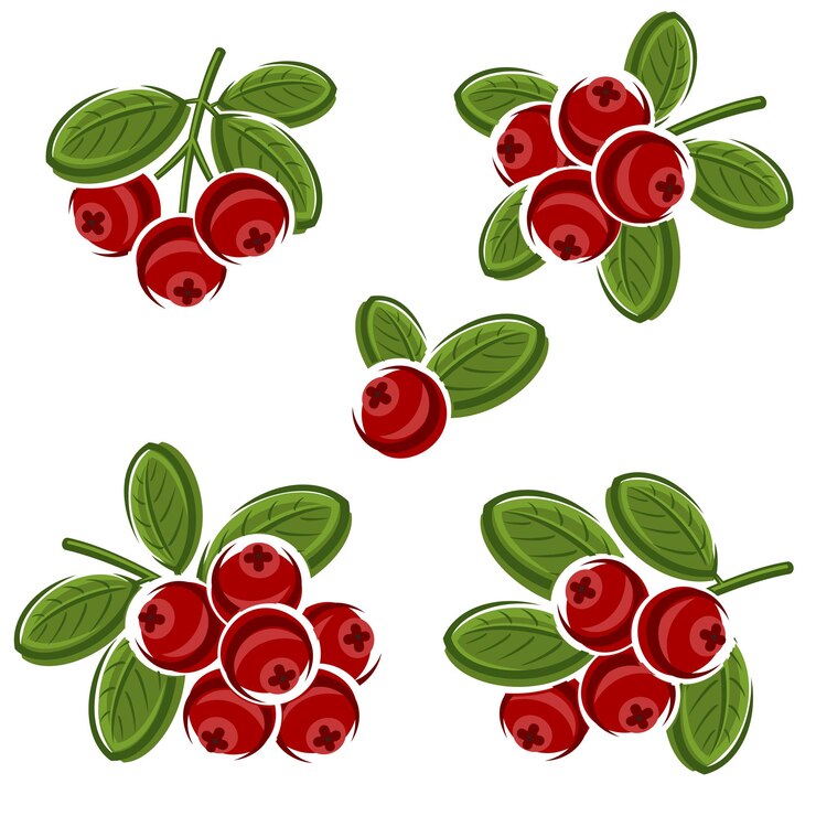Vector cranberry set collection icon cranberry vector