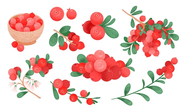 Vector cranberry vector drawing set. isolated icons with raw cranberries berry on branch