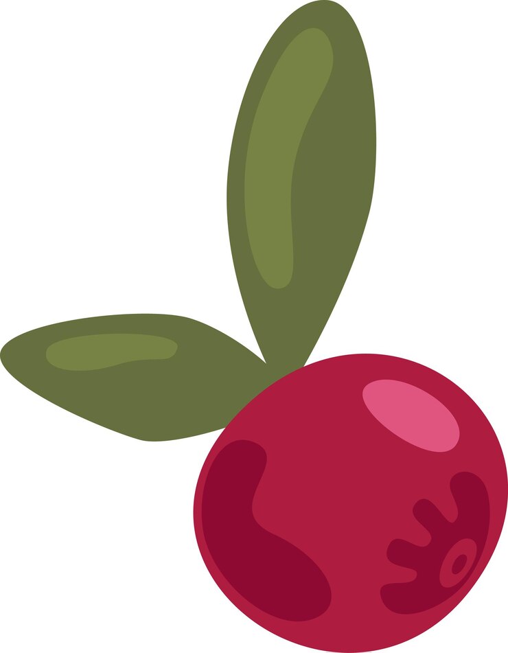 Vector cranberry with leaves