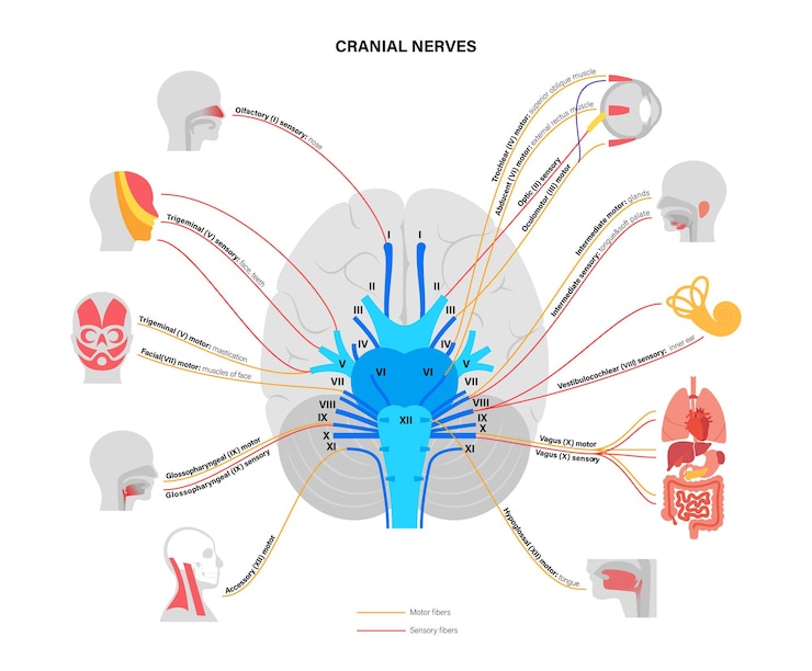 Vector cranial nerves diagram