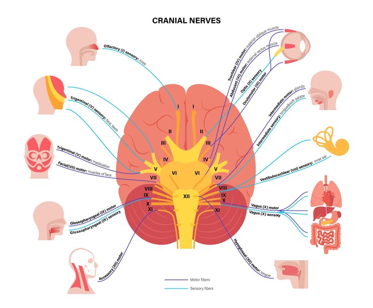 Vector cranial nerves diagram