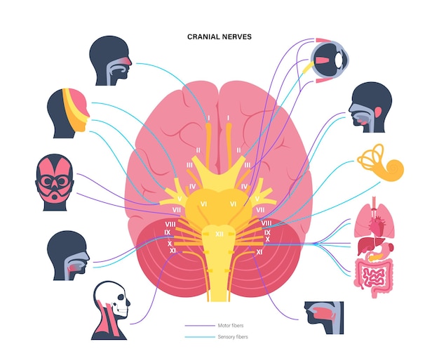 Cranial nerves diagram