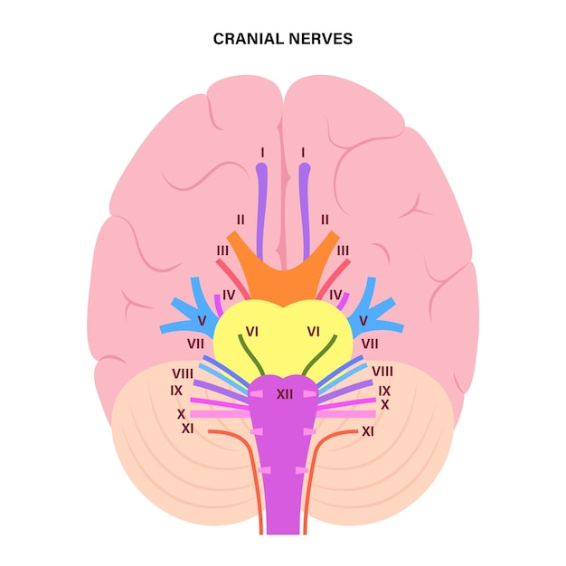 Diagramma dei nervi cranici