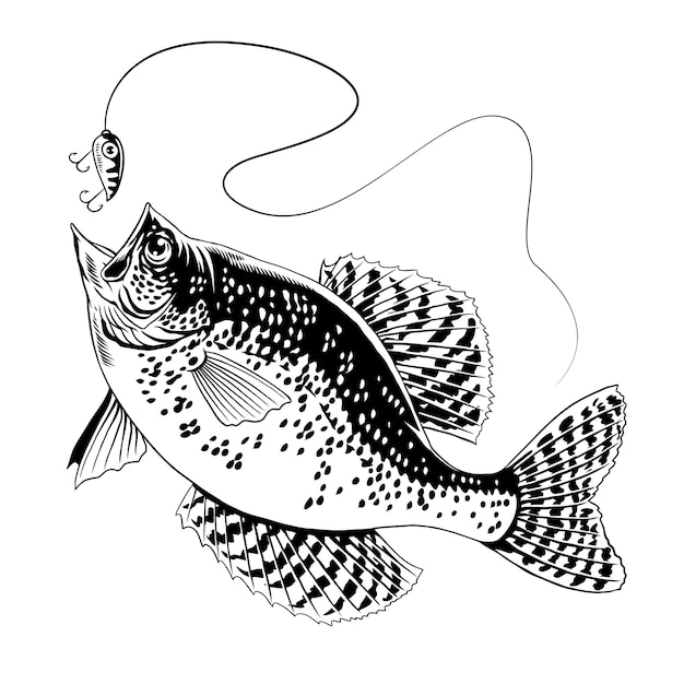 Crappie Fish Catching The Fishing Lure Black and White