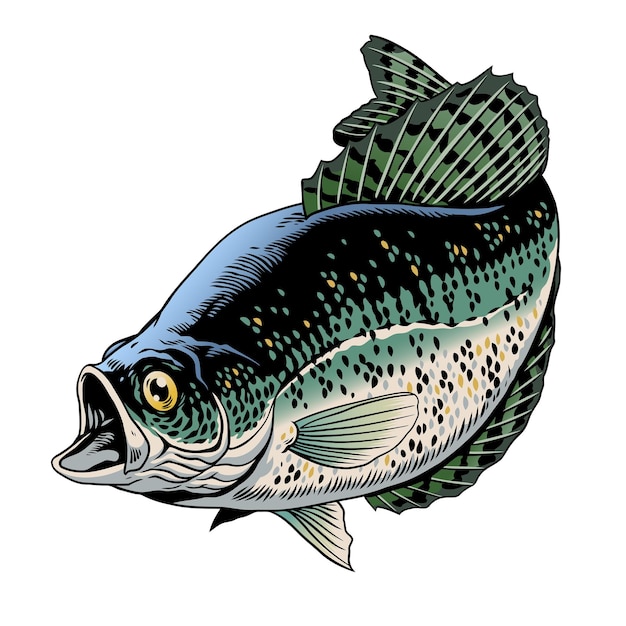 Vector crappie fish colored vintage illustration