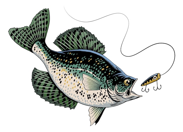 Pesci crappie che nuotano in acqua che catturano l'esca da pesca