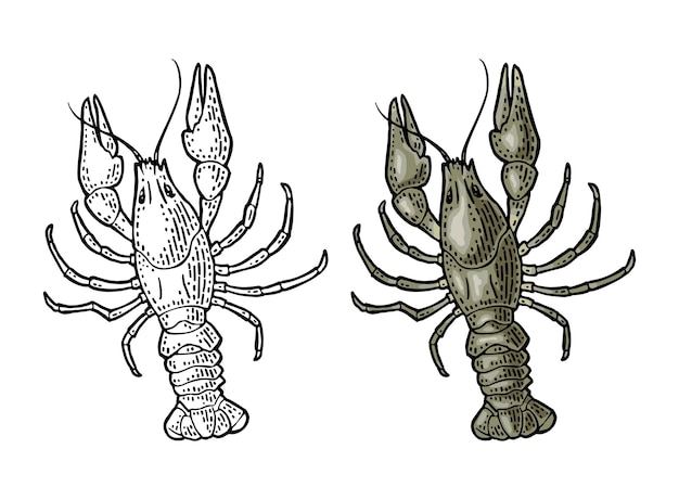 ベクトル 白い背景のベクトルカラーヴィンテージ刻に分離されたカニ