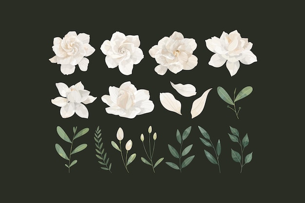 Vettore set di illustrazioni di fiori di gardenia crema