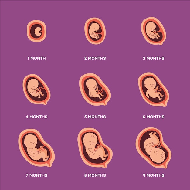 Vector creative fetal development collection