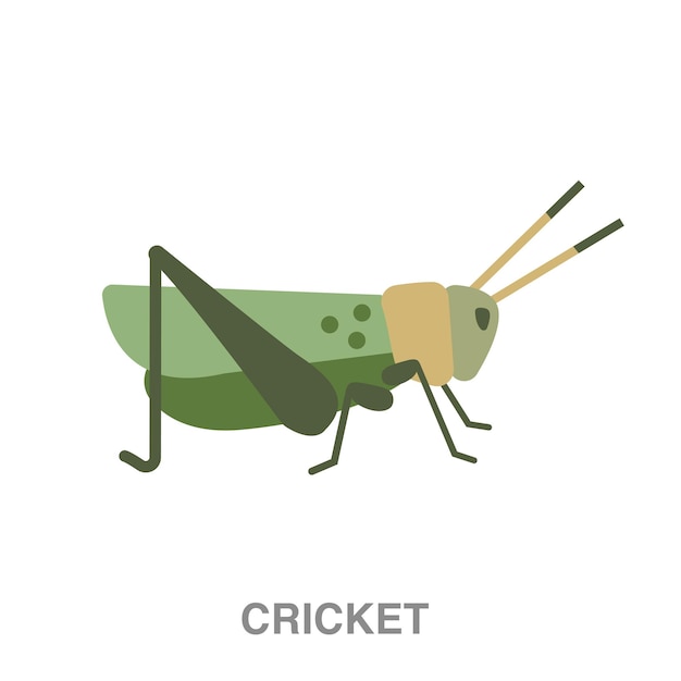 Cricket illustration on transparent background