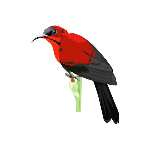 Vector crimson sunbird bird vector illustration