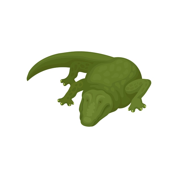 Crocodile groene amfibie dier vector illustratie op een witte achtergrond