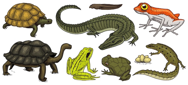 Crocodile and turtle Reptiles and amphibians set Pet and tropical animals Wildlife and Frogs lizard and turtle chameleon and anuran Engraved hand drawn in old vintage sketch Vector illustration
