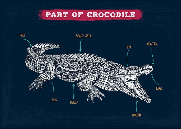 Crocodile vocabulary part of body vector illustration
