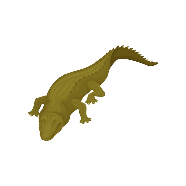 Crocodile with closed eyes predatory amphibian animal vector illustration on a white background