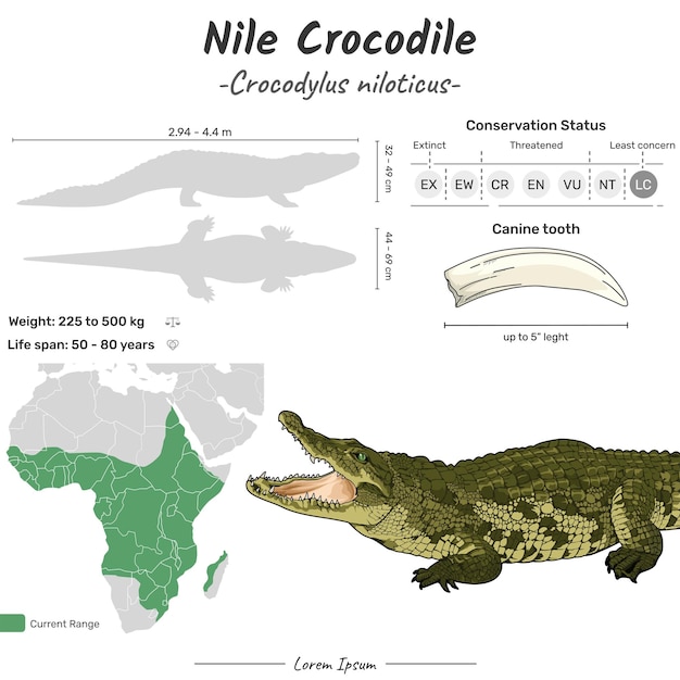 벡터 crocodylus niloticus 나일 악어 지리적 범위