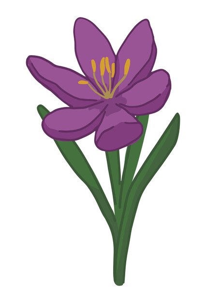 Vector crocus doodle spring time flower clipart cartoon vector illustration isolated on white background