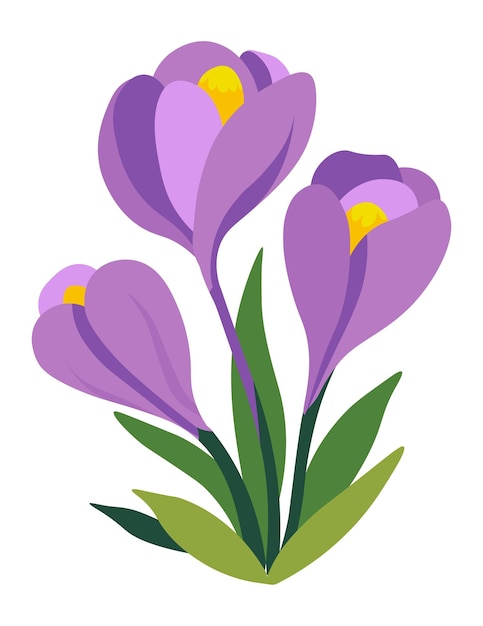 Vector crocus flower in blossom blooming spring botany