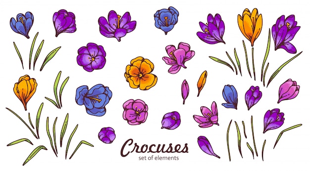 Vector crocus flower bud and leaves spring primroses  outline sketch illustration isolated on white background.