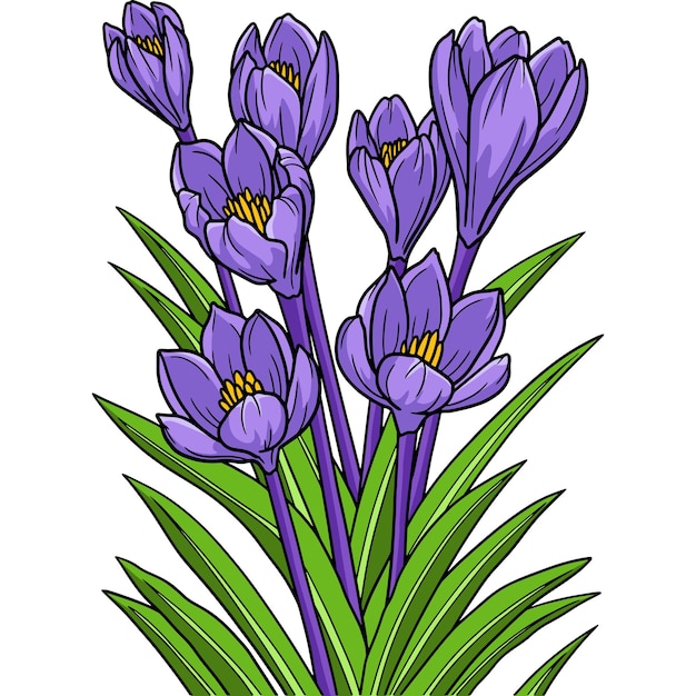 Crocus Flower Cartoon Colored Clipart Illustration
