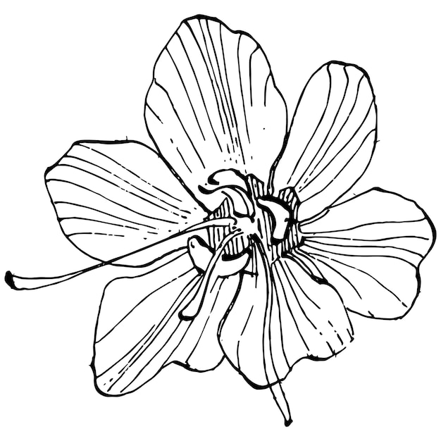 Crocus flower   sketch illustration isolated   saffron line art. Cute hand drawn flower in black outline and white plane  