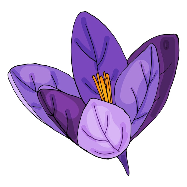 Crocus flowers are hand drawn on a white background Botanical isolated vector drawing