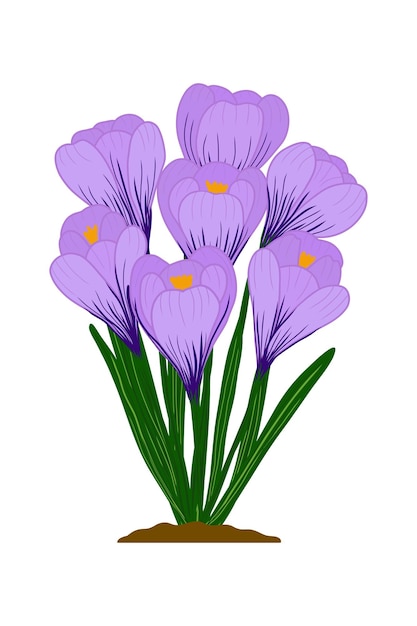 crocus flowers purple mauve in a bouquet crocus flowers in spring on white background vector