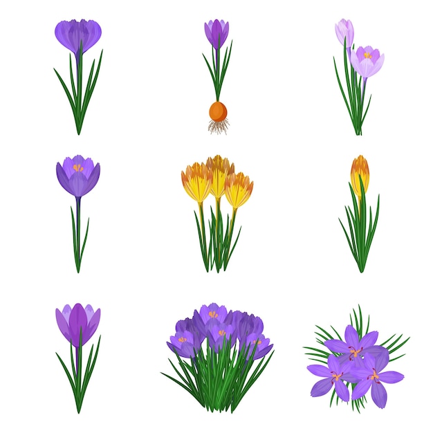 Crocus icons set cartoon vector blossom flower bloom nature beauty