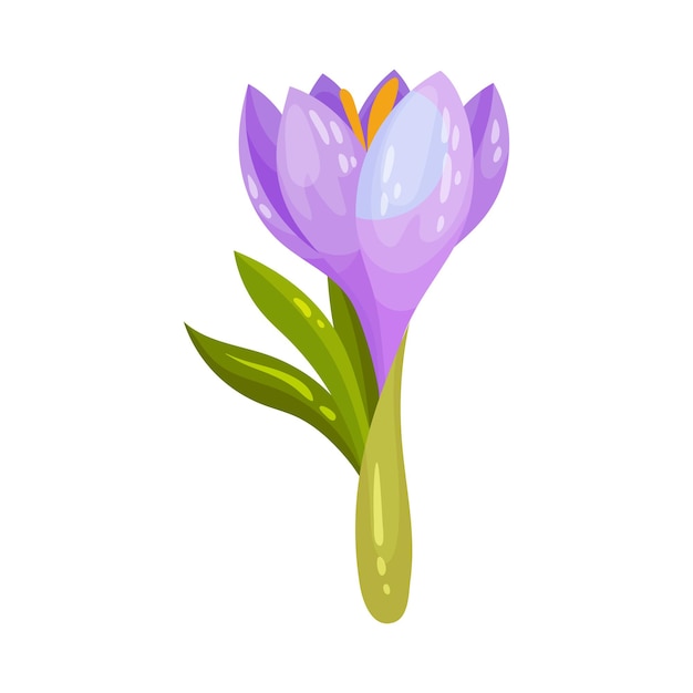 Crocus sativus or saffron crocus purple flower on green stalk vector illustration