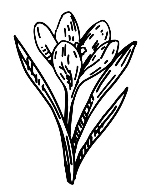 Premium Vector | Crocus sketch spring time flower clipart hand drawn ...