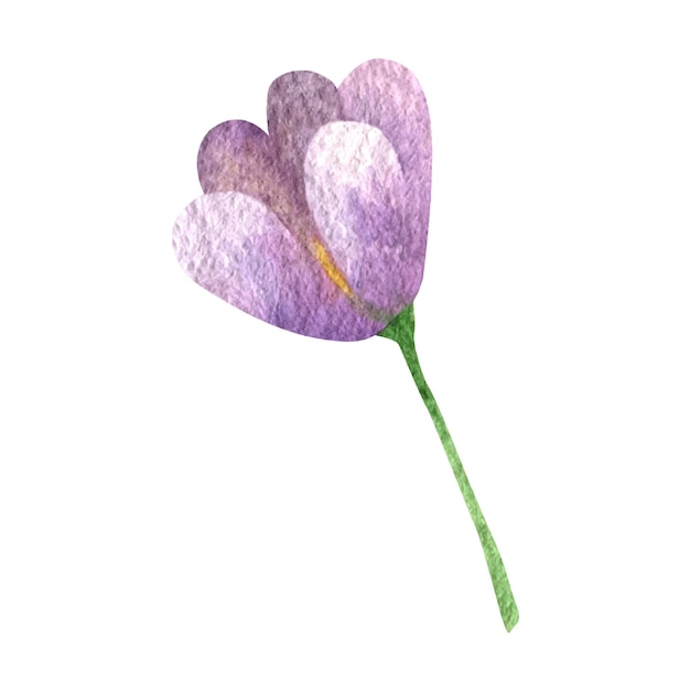 Крокус дикий цветок лесной акварельный клипарт