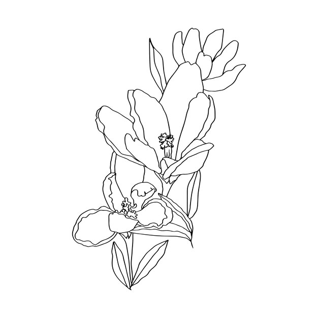 Crocuses line art buds flowers with leaves 3 pieces black and white vector botanical illustration hand drawing sketch