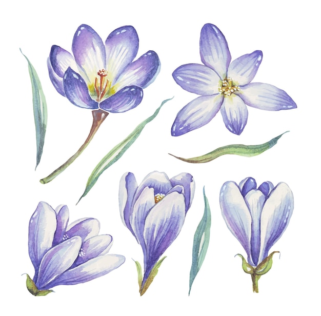 Crocuses