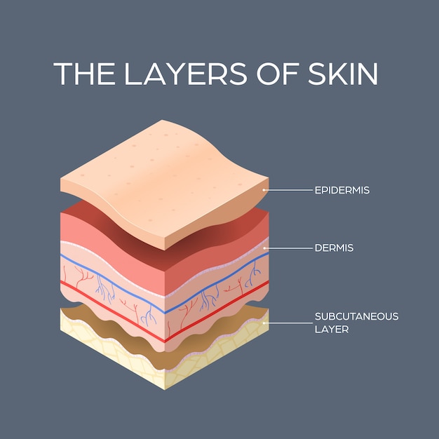 Vector cross-section of human skin layers structure skincare medical concept flat