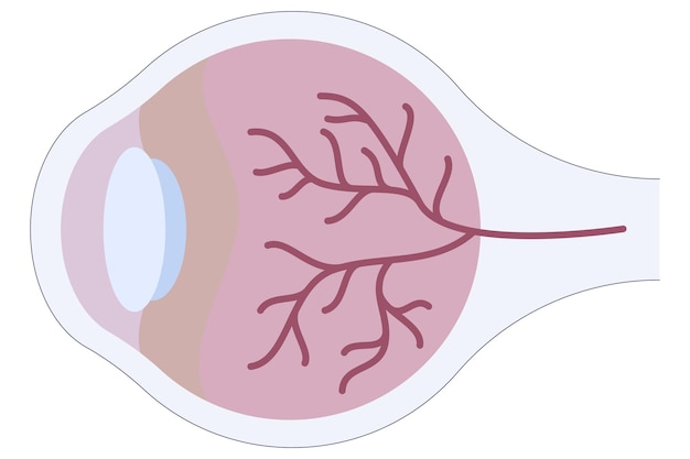 Cross section icon of human eye in a flat style isolated on a white background