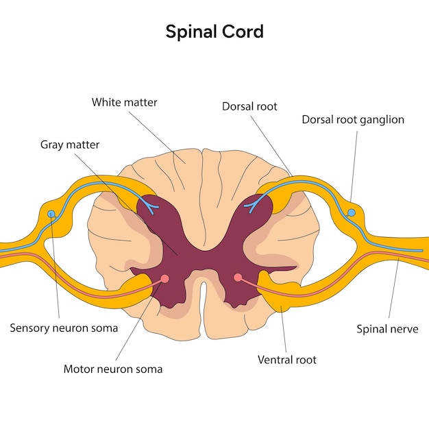 Vector cross section of spinal medical infographic in vector