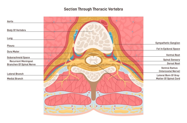Vettore sezione trasversale attraverso la vertebra toracica anatomia del midollo spinale segmento medio
