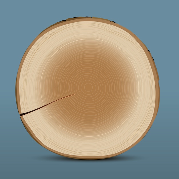 Cross section of tree stump