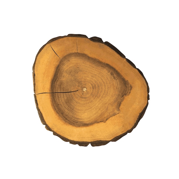 Cross section of a tree